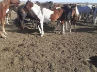 Pferde (Partie, Geschlecht nicht angegeben), Horse breed — Foto 5