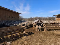 Sheep (batch, sex not specified), Sheep — photo 6