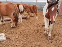 Caballo, Caballos — foto 1