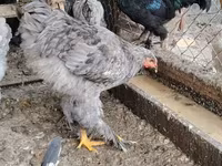Brahma — photo 4