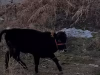 ثور, Swedish red cattle — الصورة 1