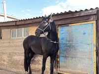 母马, Friesian — 照片 7