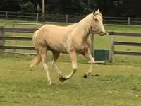 Horse (M), Racking Horse — photo 3
