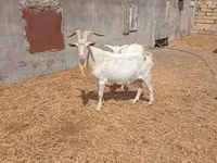 Cabro, Saanen goat — foto 2