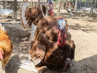 बोर्बन रेड — फ़ोटो 8