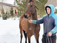 Stute, Akhal-Teke — Foto 3