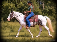 घोड़ा, National Show Horse — फ़ोटो 4