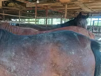 Mare, Kazakh horse — photo 3