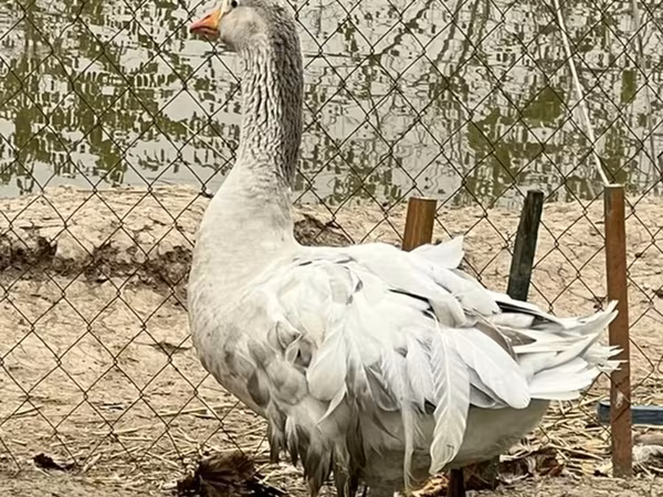 Американский буфф