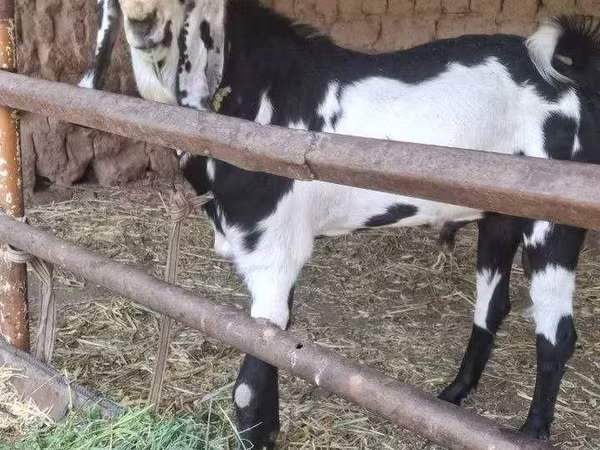 عنزة, Beetal goats