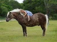 公马, Horses — 照片 1