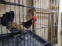 ياباني بانتام — الصورة 8