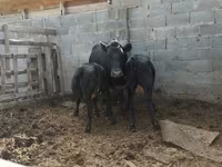 Kuh, Latvian Blue cattle — Foto 2