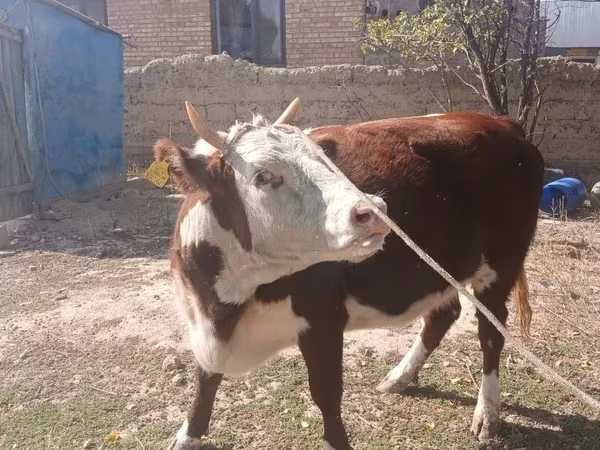母牛, Latvian Blue cattle