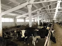 母牛, Yaroslavl cattle — 照片 6