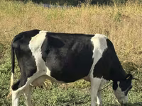 Cow, Russian Black pied cattle — photo 4