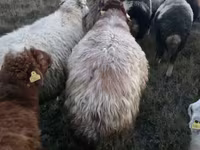 Ram, Blackheaded Persian sheep — photo 4
