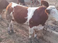 ثور, Simmental cattle — الصورة 3