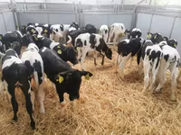 Cow, Russian Black pied cattle — photo 5