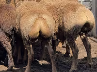 Carnero, Arashan sheep — foto 4