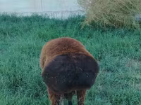 Widder, Qashqai sheep — Foto 3