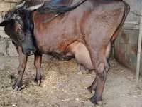 بقرة, الياك البري — الصورة 1