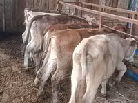 Kuh, Simmental cattle — Foto 2