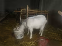 母山羊, Goats — 照片 4