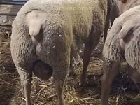 Ram, Charollais sheep — photo 2