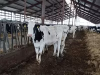 Vaca, Yaroslavl cattle — foto 2