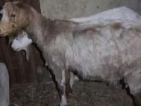 Billy Goat, Goats — photo 3