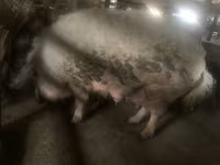 Boar, Мангалица — photo 2