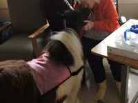 فرس, Miniature horse — الصورة 8