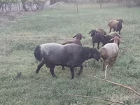 Widder, Edilbay sheep — Foto 5
