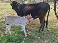 गाय, अलाताऊ नस्ल — फ़ोटो 1