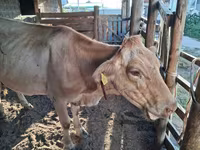 Kuh, Latvian Blue cattle — Foto 3
