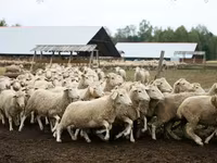 Carnero, Suffolk sheep — foto 2