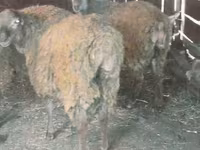 Ram, Sheep — photo 1