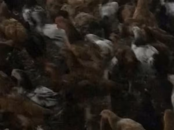 Chickens