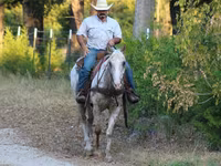 Horse (M), Appaloosa — photo 7