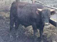 Toro, Simmental cattle — foto 4