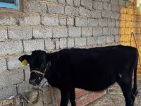 ثور, الماشية — الصورة 2