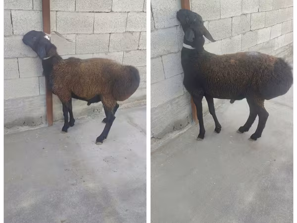 Ram, Sheep
