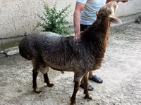 Ovejas (lote, sexo no especificado), Ovejas — foto 5