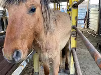 Caballo, Jabe — foto 6