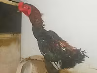دجاج شمو — الصورة 6