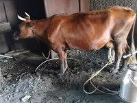 Vaca, Vaca de estepa roja — foto 1