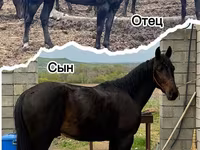 Horse (M), Karachay horse — photo 4