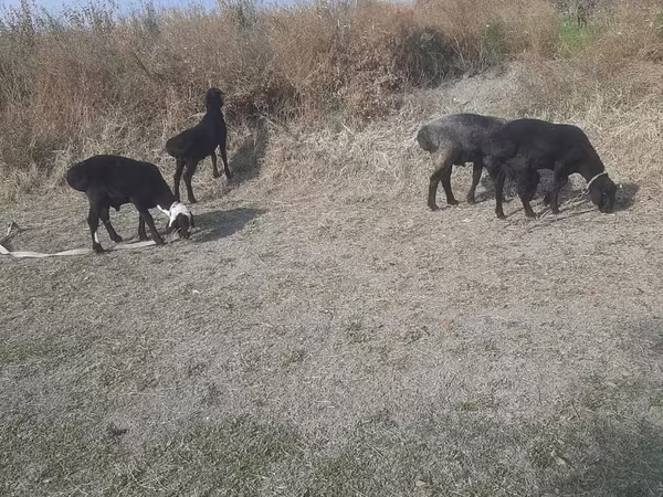 Козёл, Козлы