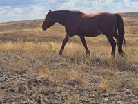 فرس, Kazakh horse — الصورة 1